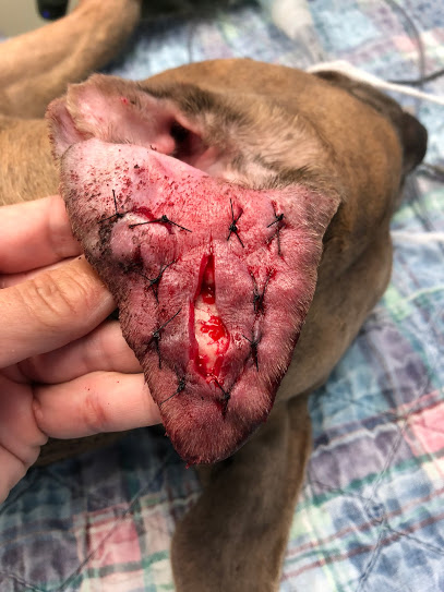 what can i do for my dogs ear hematoma