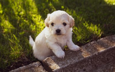 The Most Important Thing to Buy Your New Puppy (Or Kitten)