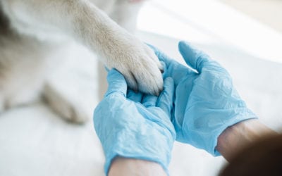 5 Traits of Successful Veterinary Practice Owners