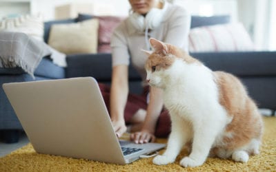 5 Things EVERY Veterinary Practice Should Be Tracking